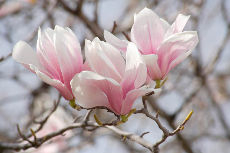 Lilliputian Magnolia, Lilliputian Saucer Magnolia, Small Magnolia Tree, Magnolia soulangeana Lilliputian