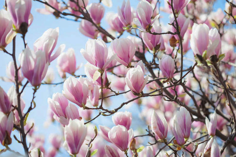 Saucer Magnolia, Tulip Magnolia, Japanese Magnolia, Magnolia soulangeana