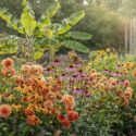 A colourful late summer border with rudbeckia, and bananas, Echinacea Dahlias, Eriobotrya japonica, Musa basjoo.