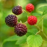 Rubus idaeus 'Caroline' (Everbearing Raspberry)