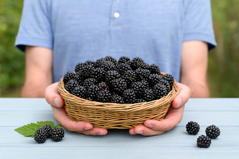 Blackberry trellis, canes and ripening fruit