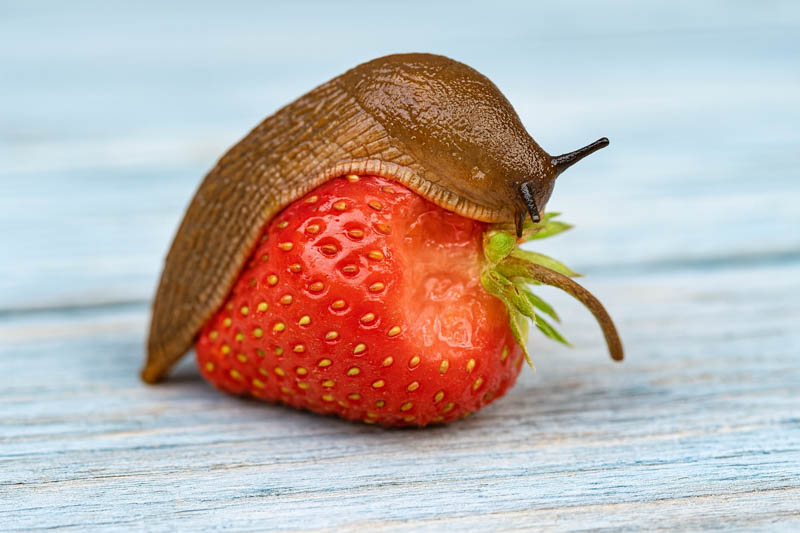 Slug eating a strawberry