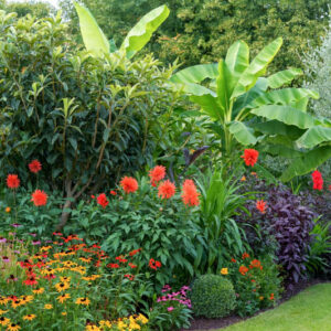 A colourful late summer border with rudbeckia, and bananas, Echinacea Dahlias, Eriobotrya japonica, Musa basjoo.