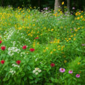 Native Plant Wildflower Meadow, Oxeye Sunflower, Purple Coneflowers, Scarlet Bee Balm, Broad-leaved Mountain Mint