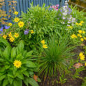 Foundation planting, Native garden, Spiderwort, Penstemon, Coreopsis