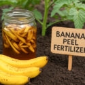 Banana Peel Tea, Banana Tea, Banana Peel Fertilizer
