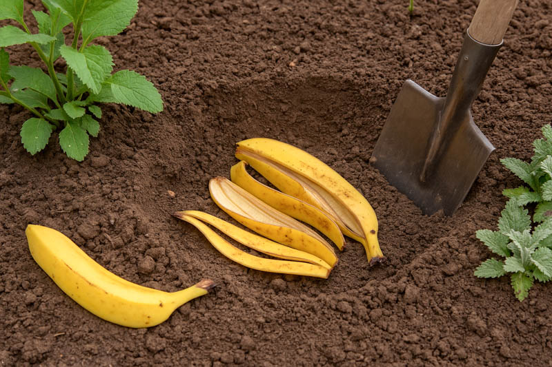 Burying banana peel in plant hole