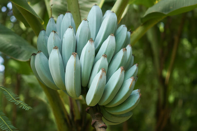 Blue Banana (Blue Java): How to Grow the Ice Cream Banana