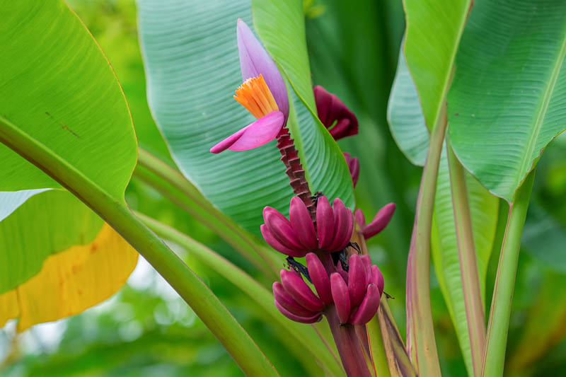 ムサバナナ　フラワーバナナ　Flower Banana musa ムサバナナフラワーバナナFlower Banana musa