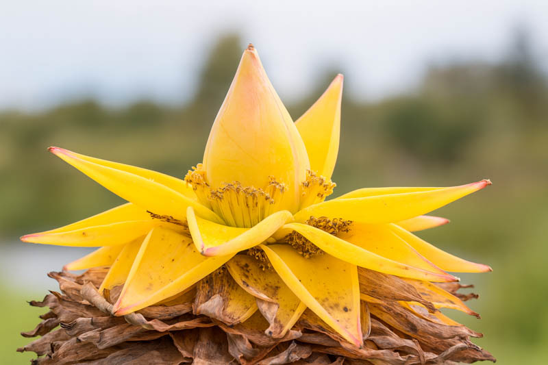 Flowers of Golden Lotus Banana, Chinese Dwarf Banana, Golden Lotus Banana, Chinese Yellow Banana, Yellow Lotus Banana, Rock Banana, Musella lasiocarpa