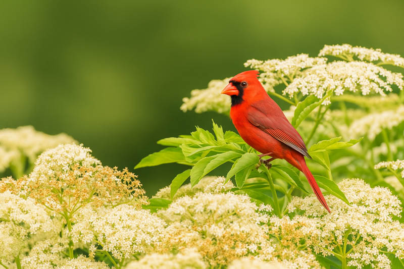 Eastern Cardinal on American Elderberry, Common Elderberry, American Black Elderberry, Canada Elderberry, Sambucus canadensis
