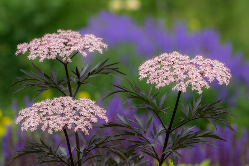 Elderflower, Elderberry, Elder, Black Elderberry, Sambucus nigra