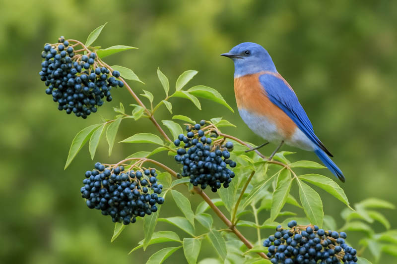 Bird on Sambucus caerulea, Blue Elderberry, Blue Elderberry, Blueberry Elder, Elder, Blue Elder
