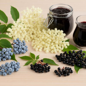 Elderflower, Elderberry, Sambucus, Elderflowers or Elderberries? How to Choose the Best Harvest