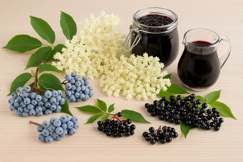 Elderflowers vs Elderberries: Uses, Safety & When to Harvest
