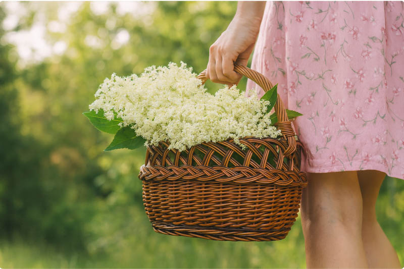 Elderflower, Elderberry, Sambucus, Elderflowers or Elderberries? How to Choose the Best Harvest