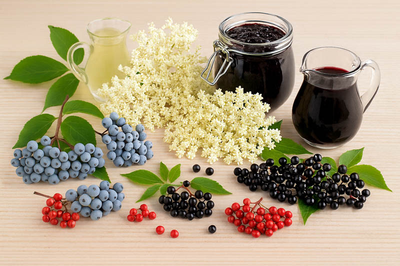 Different Sambucus elderberry species in flower and fruit