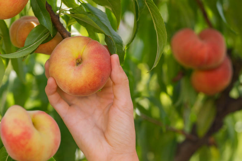 Donut (Saturn) peach on the tree
