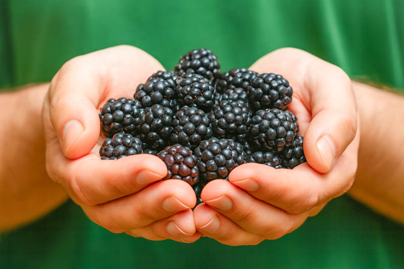 Black raspberry harvest and storage, Rubus occidentalis