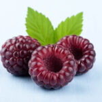 Rubus idaeus 'Caroline' (Everbearing Raspberry)