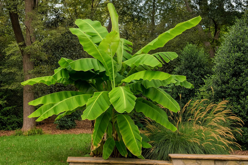  Basjoo Banana Tree in the garden, Hardy Banana, Hardy Fiber Banana, Japanese Banana, Japanese Fiber Banana, Sichuan Hardy Banana