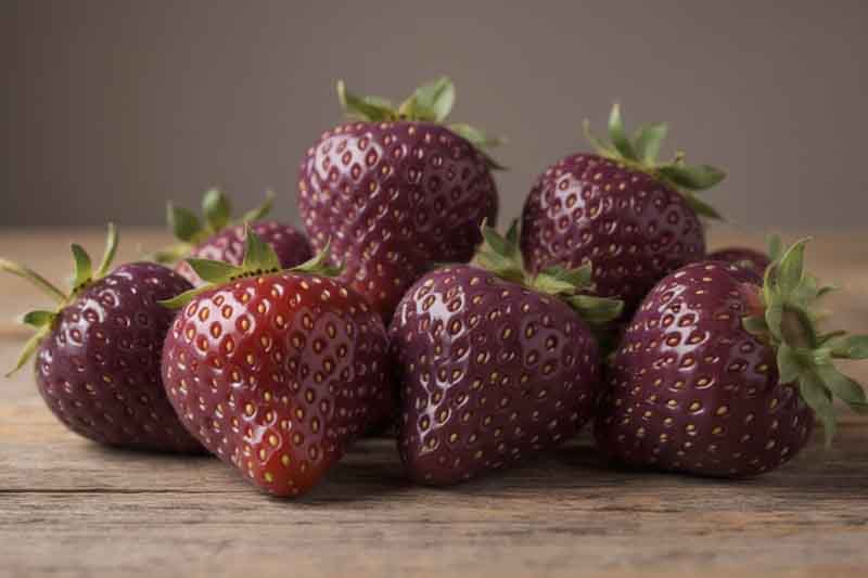 Purple Wonder Strawberry, Purple Strawberry, Alpine Strawberry, Wild Strawberry, Woodland Strawberry