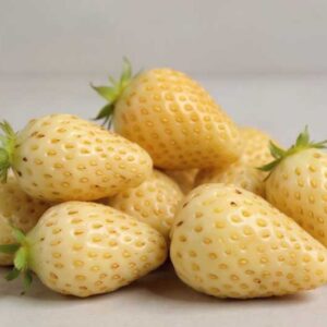 Yellow Wonder Strawberry, Yellow Strawberry, Alpine Strawberry, Wild Strawberry, Woodland Strawberry