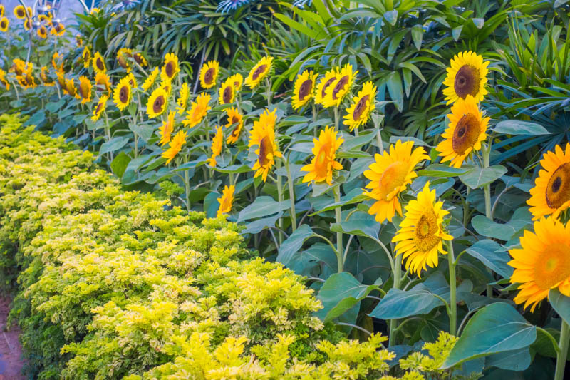 Sunflower Garden, Sunflower Companion Plants