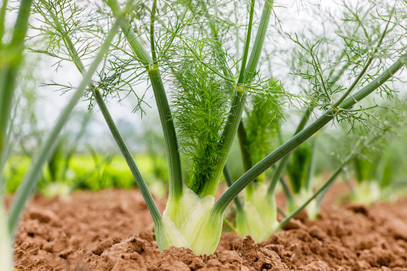 Florence Fennel base sliced
