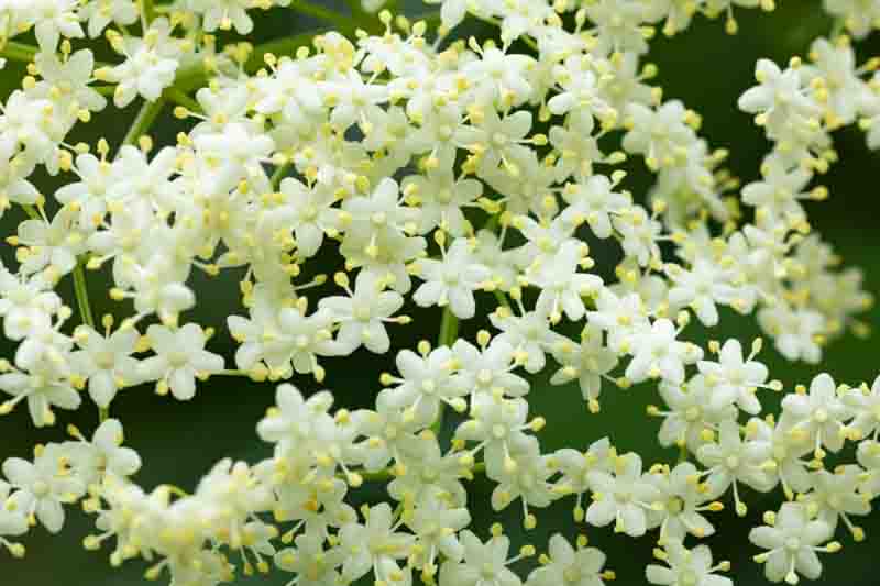 sambucus canadensis