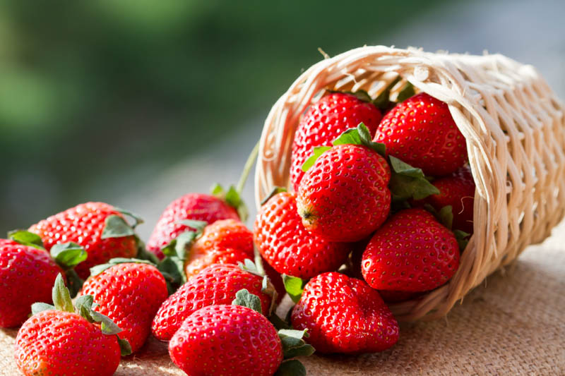 Companion plants with strawberries