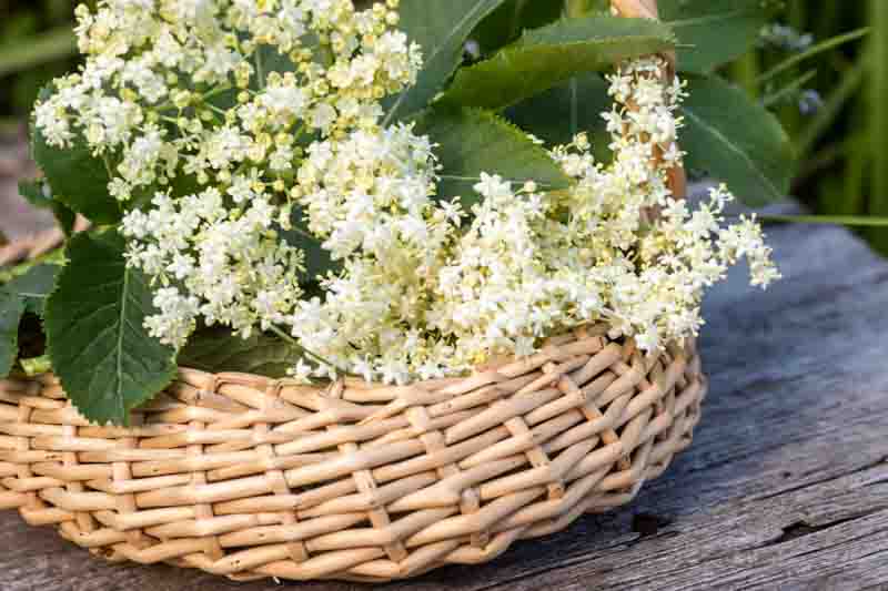 elder, elderberry flowers black In wicker basket at collection point of medicinal herbs. plant used in medicine and homeopathy.