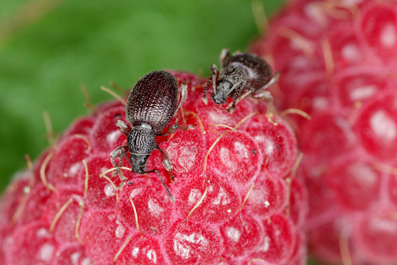 Strawberry pest, Strawberry root weevil, Strawberry problems 