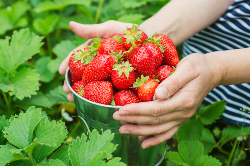 Strawberry Picking, Strawberry, Strawberries, Strawberry Harvest, Fragaria x ananassa