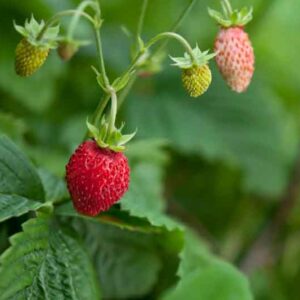 Alexandria Strawberry, Alpine Strawberry, Wild Strawberry, Woodland Strawberry