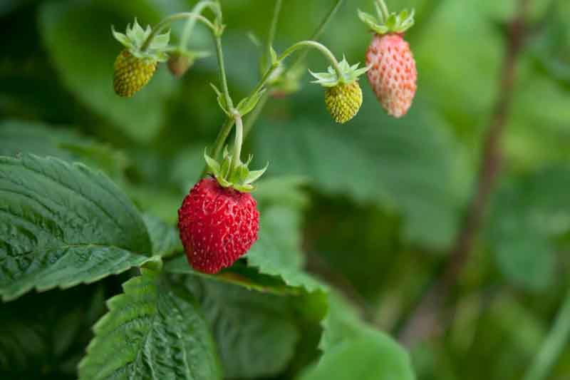 Alpine strawberry Alexandria fruits and plants