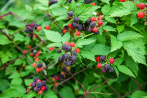 Black Raspberry (Rubus occidentalis): Benefits, Uses, Care