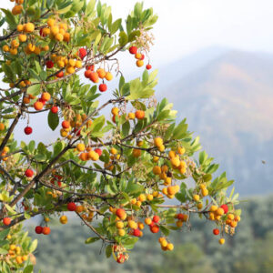 Strawberry Tree, Killarney Strawberry, Evergreen Tree, Strawberry Tree flowers and fruits, Arbutus unedo