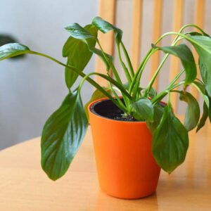 Are Peace Lilies Toxic to Cats? Facts, First Aid, Care