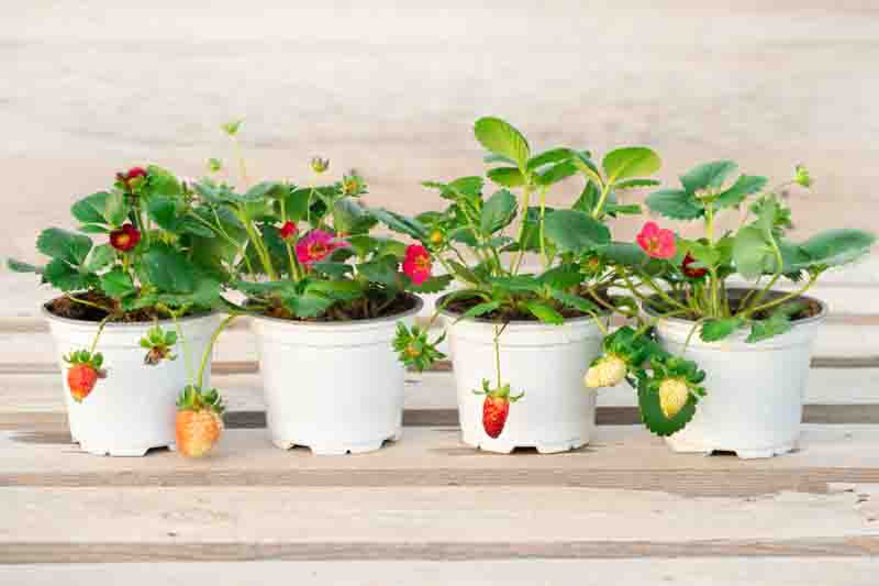 strawberry bushes with flowers and berries in pots on a wooden stand. Growing strawberries in pots at home