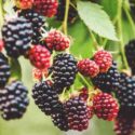 branch, bramble plant in the garden