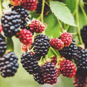 branch, bramble plant in the garden