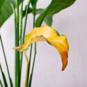 Peace lily with yellow leaves, Reasons Your Peace Lily Leaves Turn Yellow