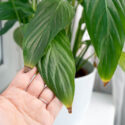 Peace lily with brown tips, Why Do Peace Lily Leaves Get Brown Tips?