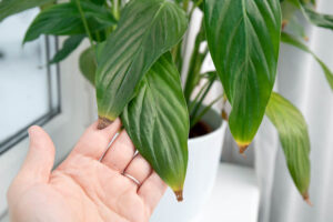 Peace lily with brown tips, Why Do Peace Lily Leaves Get Brown Tips?