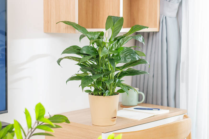 Peace lily being watered until excess drains