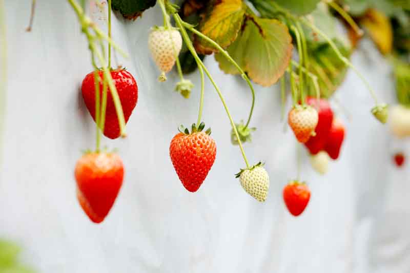A cluster of strawberries hanging on green leaves