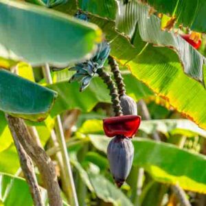 Blue Java banana, Blue banana, Ice Cream banana, Vanilla banana, Hawaiian banana