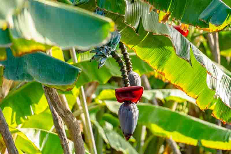 Blue Java banana, Blue banana, Ice Cream banana, Vanilla banana, Hawaiian banana