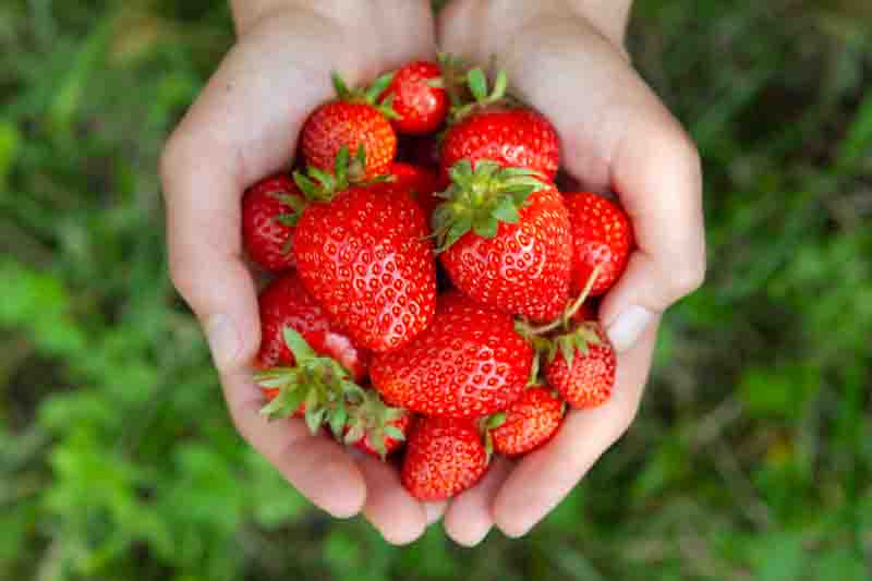 Strawberry Picking, Strawberry, Strawberries, Strawberry Harvest, Fragaria x anassa
